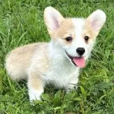 ウェルシュ・コーギー・ペンブローク【静岡県・男の子・2025年6月10日・レッド&ホワイト】の写真1「めちゃ明るい仔🔆へそ天でよく寝てます🤭」