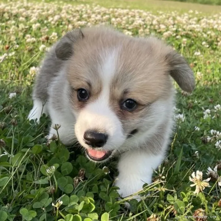 ID：2306-04893の子犬