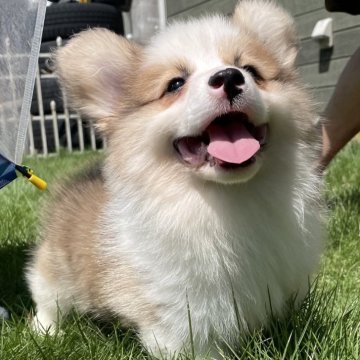 ウェルシュ・コーギー・ペンブローク【静岡県・男の子・2024年7月5日・レッド&ホワイト】の写真「人間大好きな僕！フラッフィー︎💕︎」