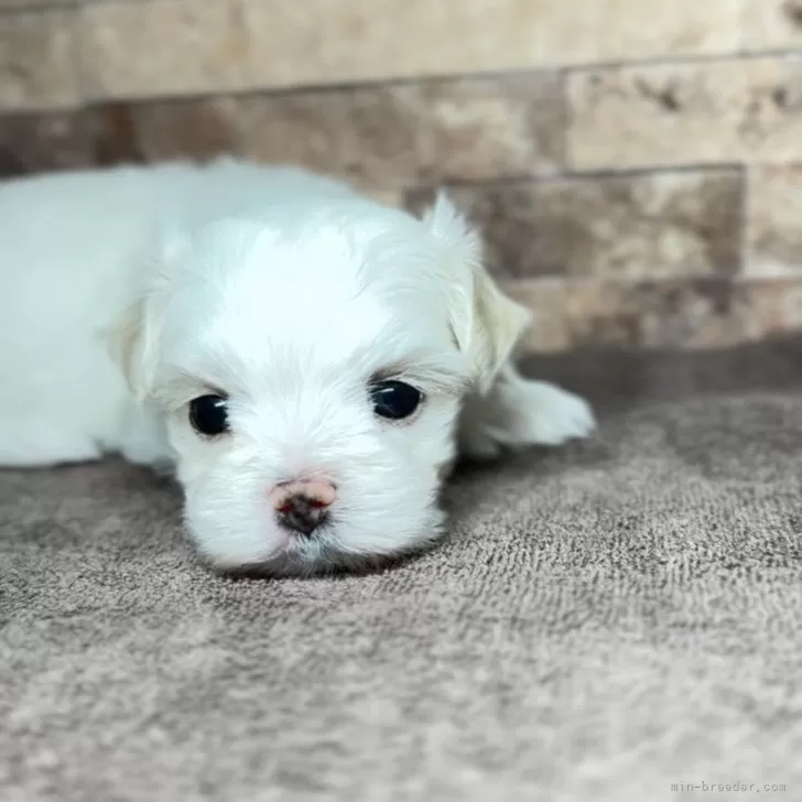 COOPERCRAFT　マルチーズと思われる犬の置物　白色　ホワイト　レア　希少 COOPERCRAFT マルチーズと思われる犬の置物 白色 ホワイト レア