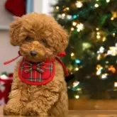 トイプードル(トイ)