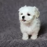 マルチーズ