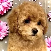 トイプードル(トイ)【岐阜県・女の子・2024年12月13日・アプリコット】の写真1