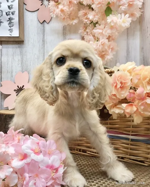 H.S 様のお迎えした子犬