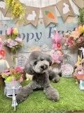 トイプードル(トイ)【埼玉県・男の子・2023年9月19日・シルバー】の写真2