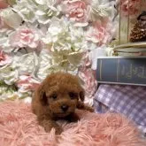 タイニープードル【埼玉県・男の子・2023年8月10日・レッド】の写真5