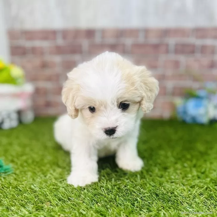 ちぃ 様のお迎えした子犬