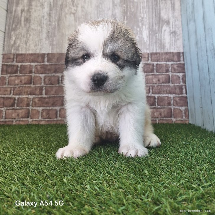 M.U 様のお迎えした子犬