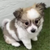 ポメチワ(ポメラニアン×チワワ)【三重県・女の子・2025年10月1日・パーティー】の写真1