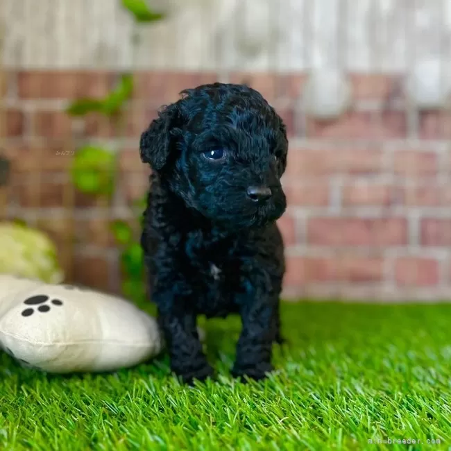 ミッキー 様のお迎えした子犬