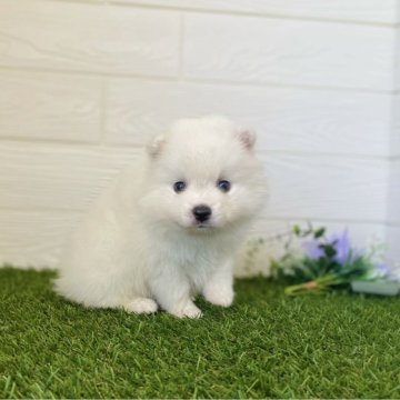 ミックス(ポメラニアン×日本スピッツ)【三重県・男の子・2024年5月3日・ホワイト】の写真「ふさふさボーイ」