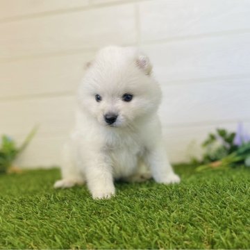 ミックス(ポメラニアン×日本スピッツ)【三重県・女の子・2024年5月3日・ホワイト】の写真「白キツネちゃん」