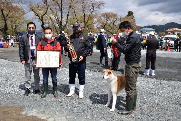 丸野　保(まるの　たもつ)ブリーダー(滋賀県・秋田犬など・秋田犬保存会/KC登録)の紹介写真1