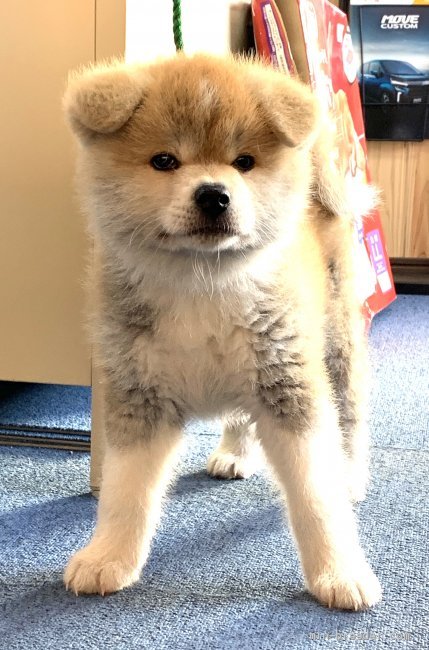 丸野　保(まるの　たもつ)ブリーダー(滋賀県・秋田犬など・秋田犬保存会/KC登録)の紹介写真3