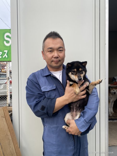 丸野　保(まるの　たもつ)ブリーダー(滋賀県・秋田犬など・秋田犬保存会/KC登録)の紹介写真4