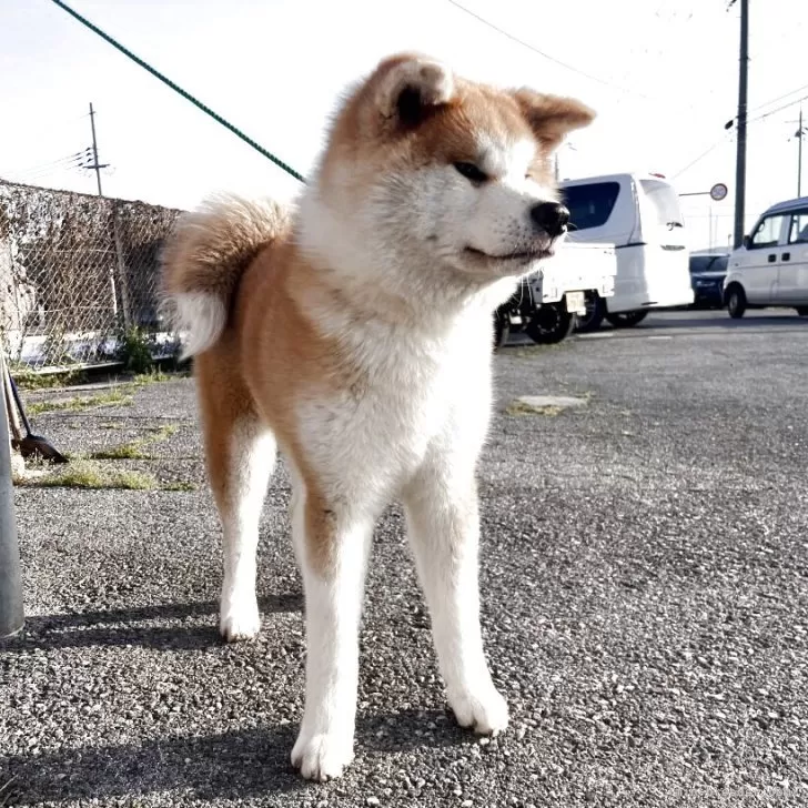 ID:2505-01026の子犬