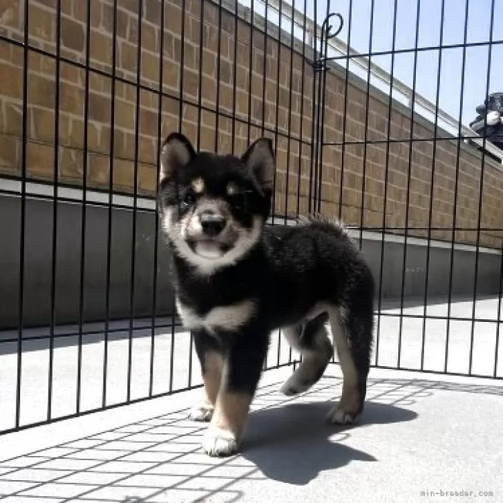 M.O 様のお迎えした子犬