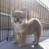 豆柴
