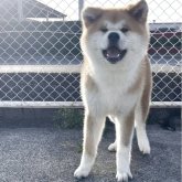 秋田犬