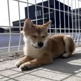 豆柴