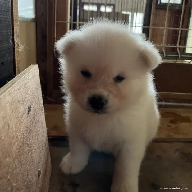 S 様のお迎えした子犬