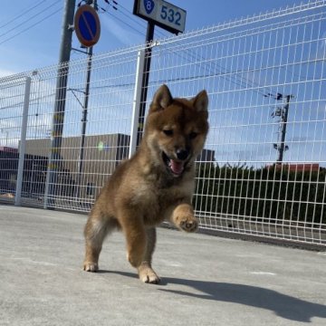 柴犬(豆柴)【滋賀県・男の子・2023年11月4日・赤】の写真「値下げします‼️」