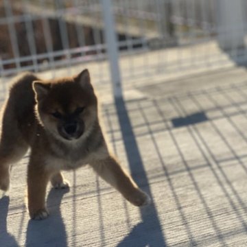 柴犬(豆柴)【滋賀県・女の子・2023年11月4日・赤】の写真「値下げしました‼️」