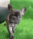 フレンチブルドッグ【愛媛県・女の子・2024年9月6日・タイガーブリンドル】の写真12