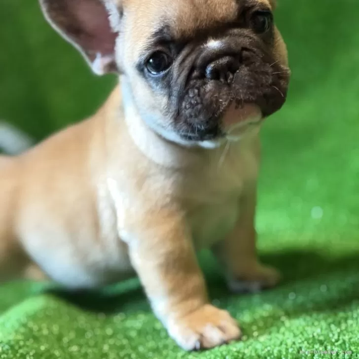 A.K 様のお迎えした子犬