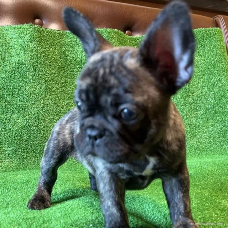 ID：2410-01693の子犬