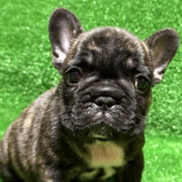 フレンチブルドッグ【愛媛県・男の子・2025年10月8日・タイガーブリンドル】の写真「タイガーブリンドルの男の子」