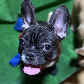 フレンチブルドッグ【愛媛県・男の子・2025年5月24日・ブリンドル&ホワイト】の写真「頭のてっぺんに⭐️印」