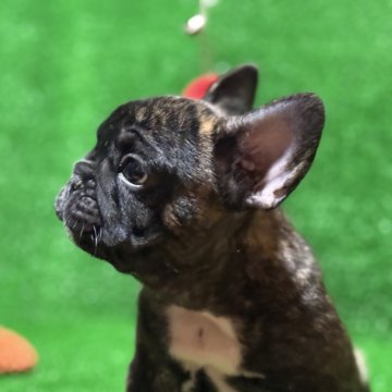 フレンチブルドッグ【愛媛県・男の子・2025年10月8日・タイガーブリンドル】の写真「タイガーブリンドルの男の子」