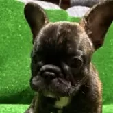 フレンチブルドッグ