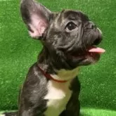 フレンチブルドッグ