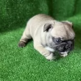 フレンチブルドッグ