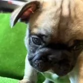 フレンチブルドッグ
