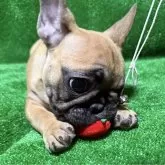 フレンチブルドッグ