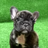 フレンチブルドッグ