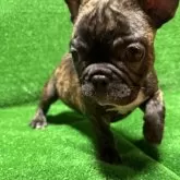 フレンチブルドッグ