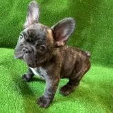 フレンチブルドッグ