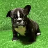 フレンチブルドッグ