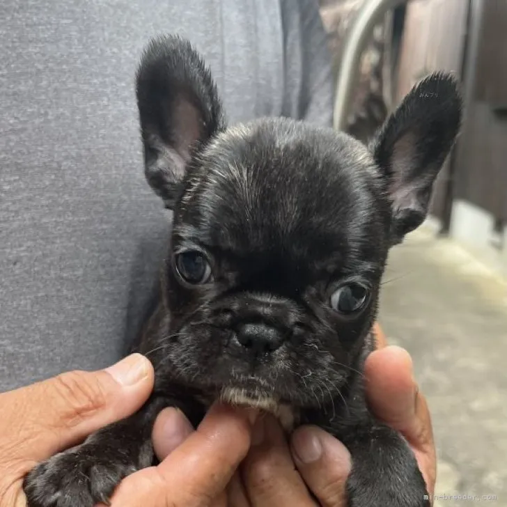 ID:2310-01763の子犬