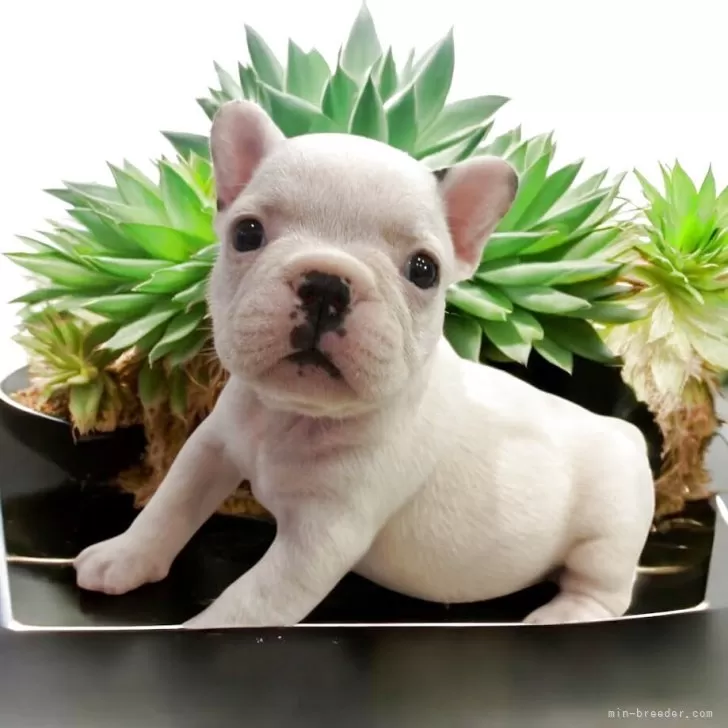 りーさんママ 様のお迎えした子犬