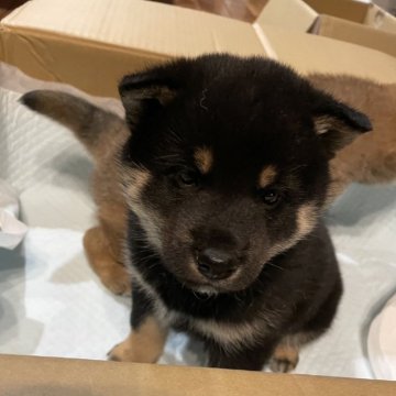 柴犬(標準サイズ)【山梨県・男の子・2024年12月6日・黒】の写真「まん丸な男の子」