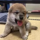 柴犬(標準サイズ)
