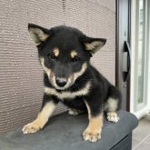柴犬(標準サイズ)