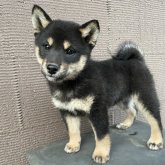 柴犬(標準サイズ)