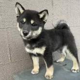 柴犬(標準サイズ)