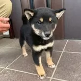 柴犬(標準サイズ)